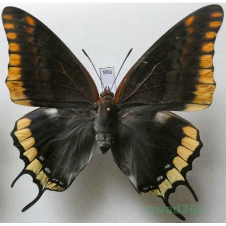 Charaxes jasius (Linnaeus, 1767) female Croatia 77mm88a